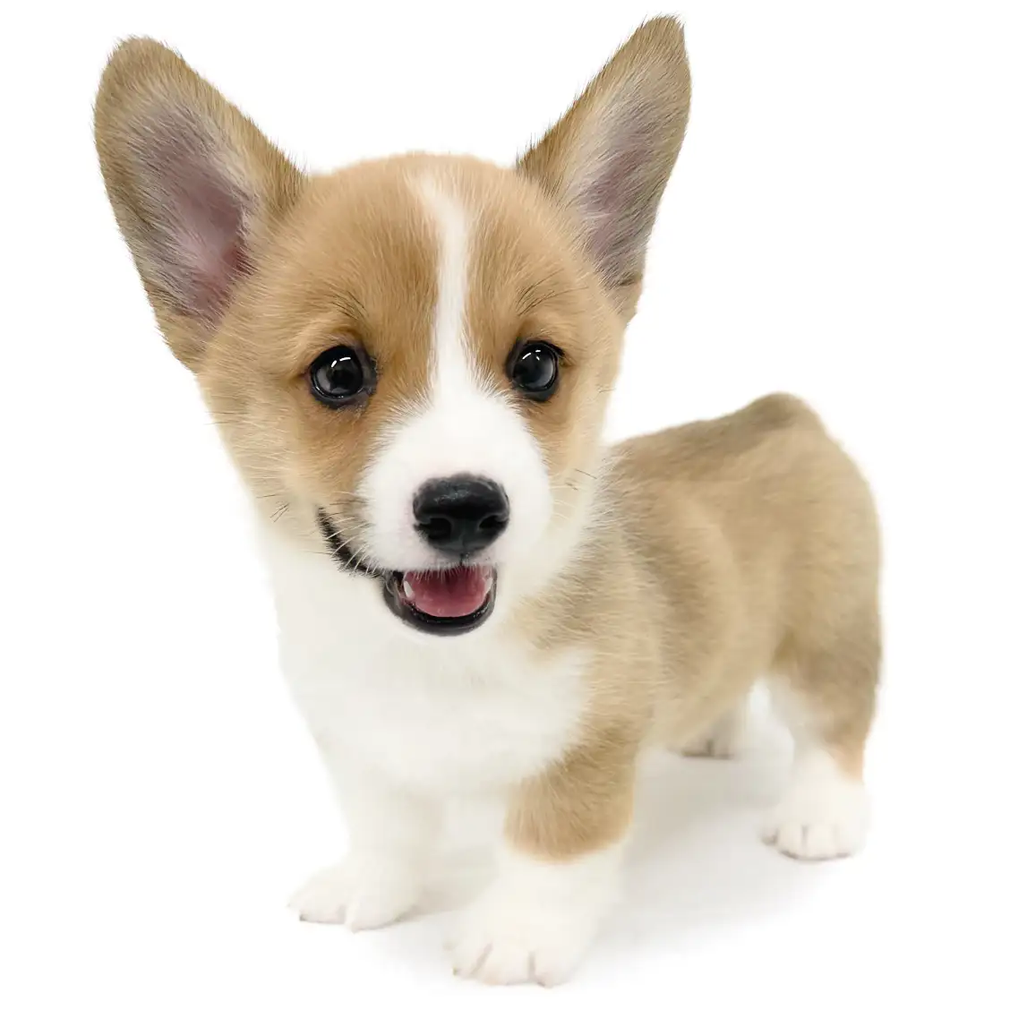 ウェルシュコーギーペンブローク