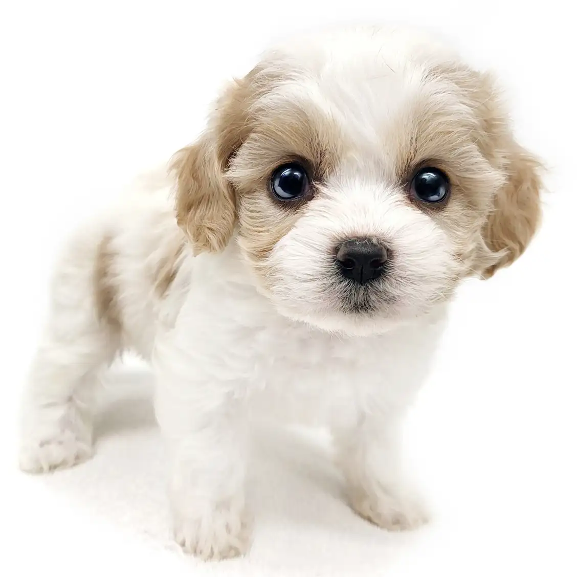 MIX(キャバリアキングチャールズスパニエル×ビションフリーゼ)