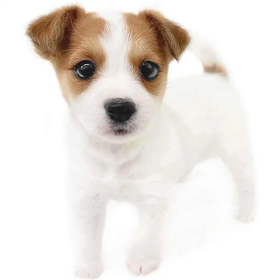 ジャックラッセルテリア