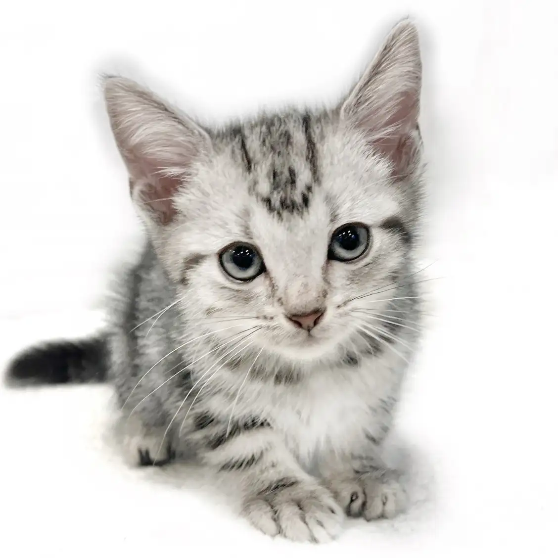 アメリカンショートヘア