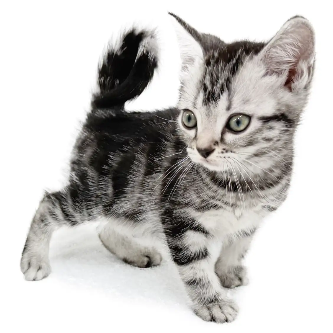 アメリカンショートヘア