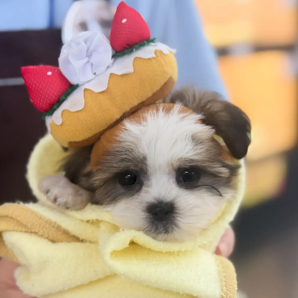 MIX(マルチーズ×シーズー)