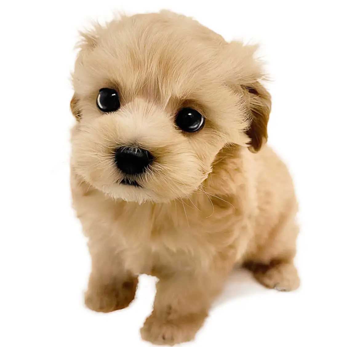 MIX（マルチーズ×トイプードル）