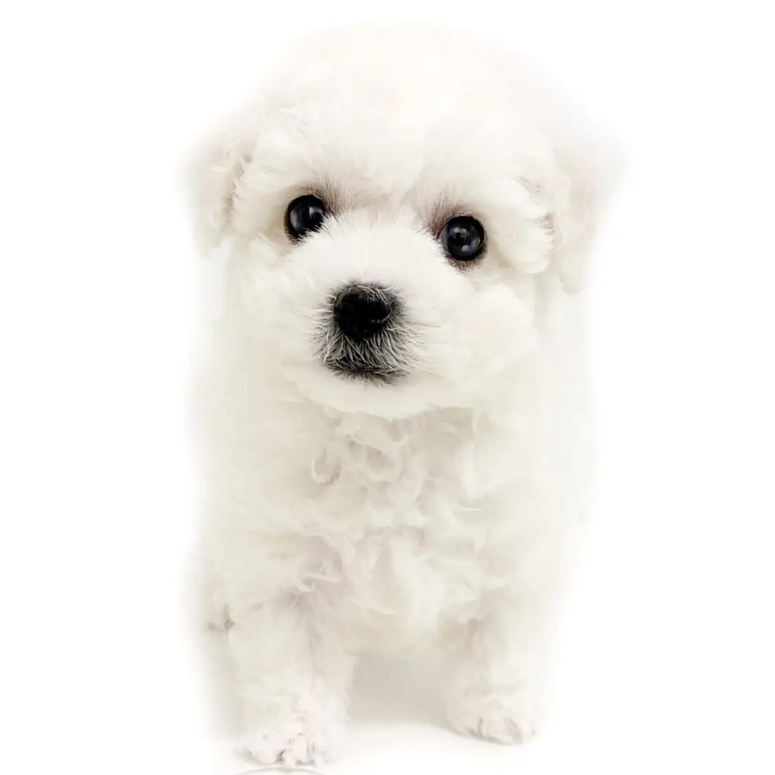 ビションフリーゼ