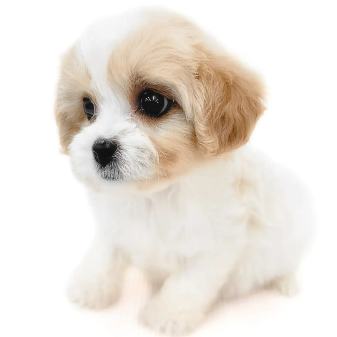 MIX（キャバリアキングチャールズスパニエル×ビションフリーゼ）