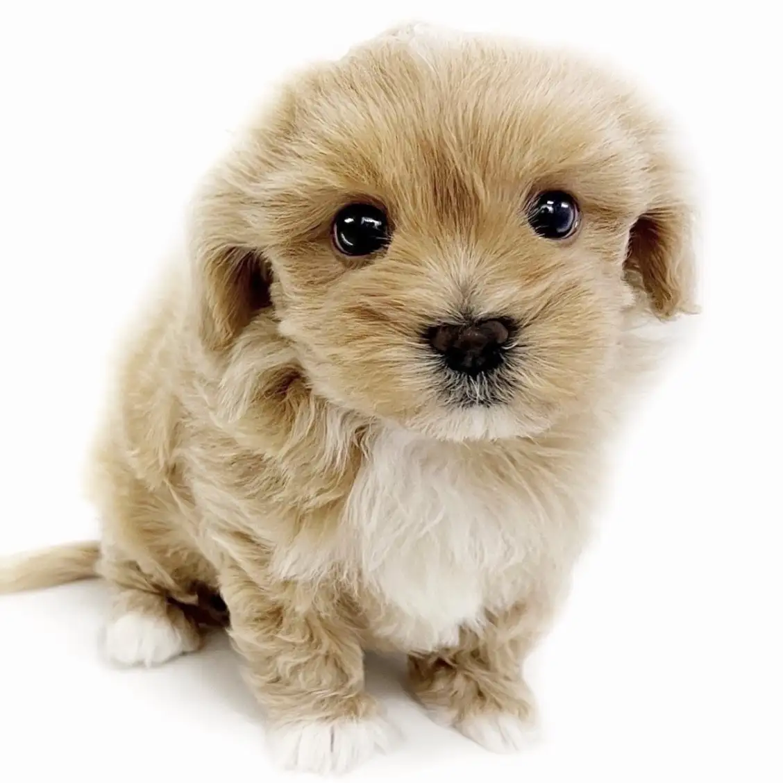 MIX(マルチーズ×トイプードル)