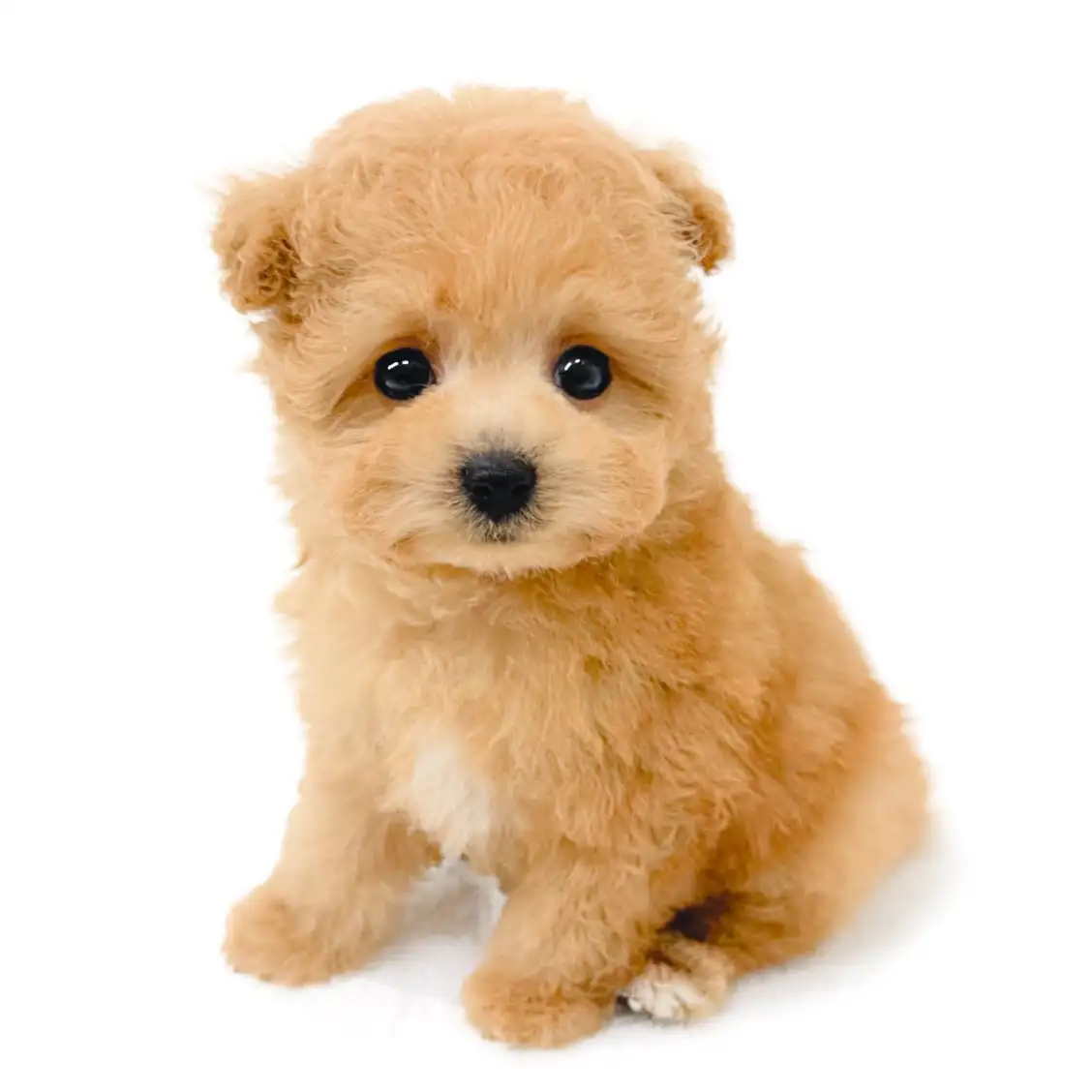 MIX（マルチーズ×トイプードル）