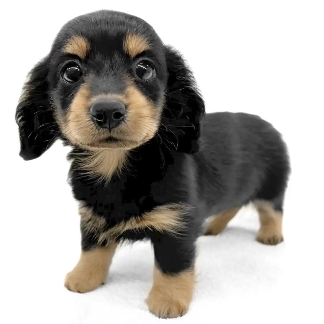 ミニチュア・ダックスフント