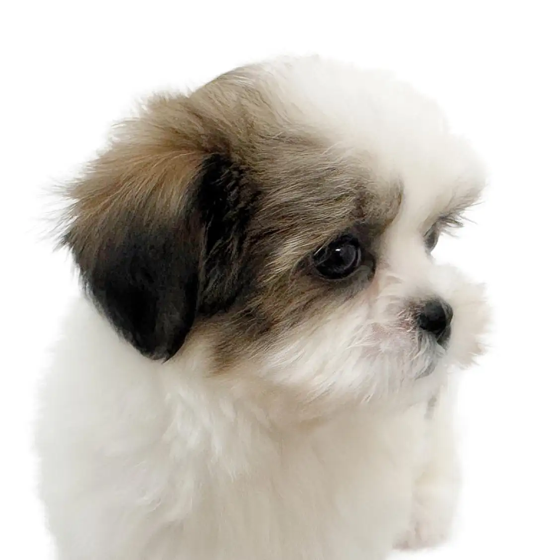 MIX(マルチーズ×シーズー)