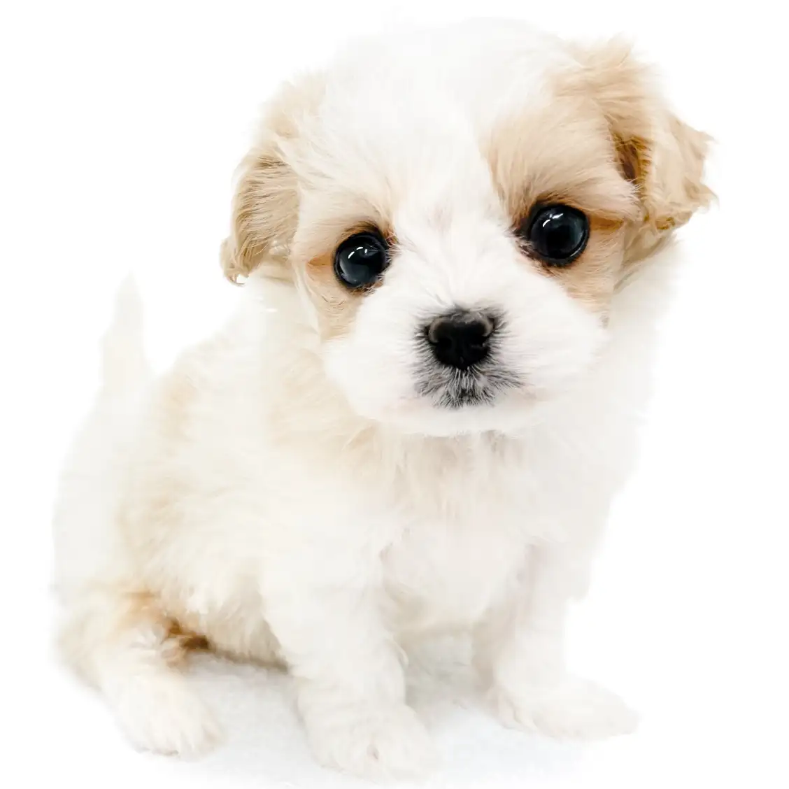 MIX(キャバリアキングチャールズスパニエル×ビションフリーゼ)