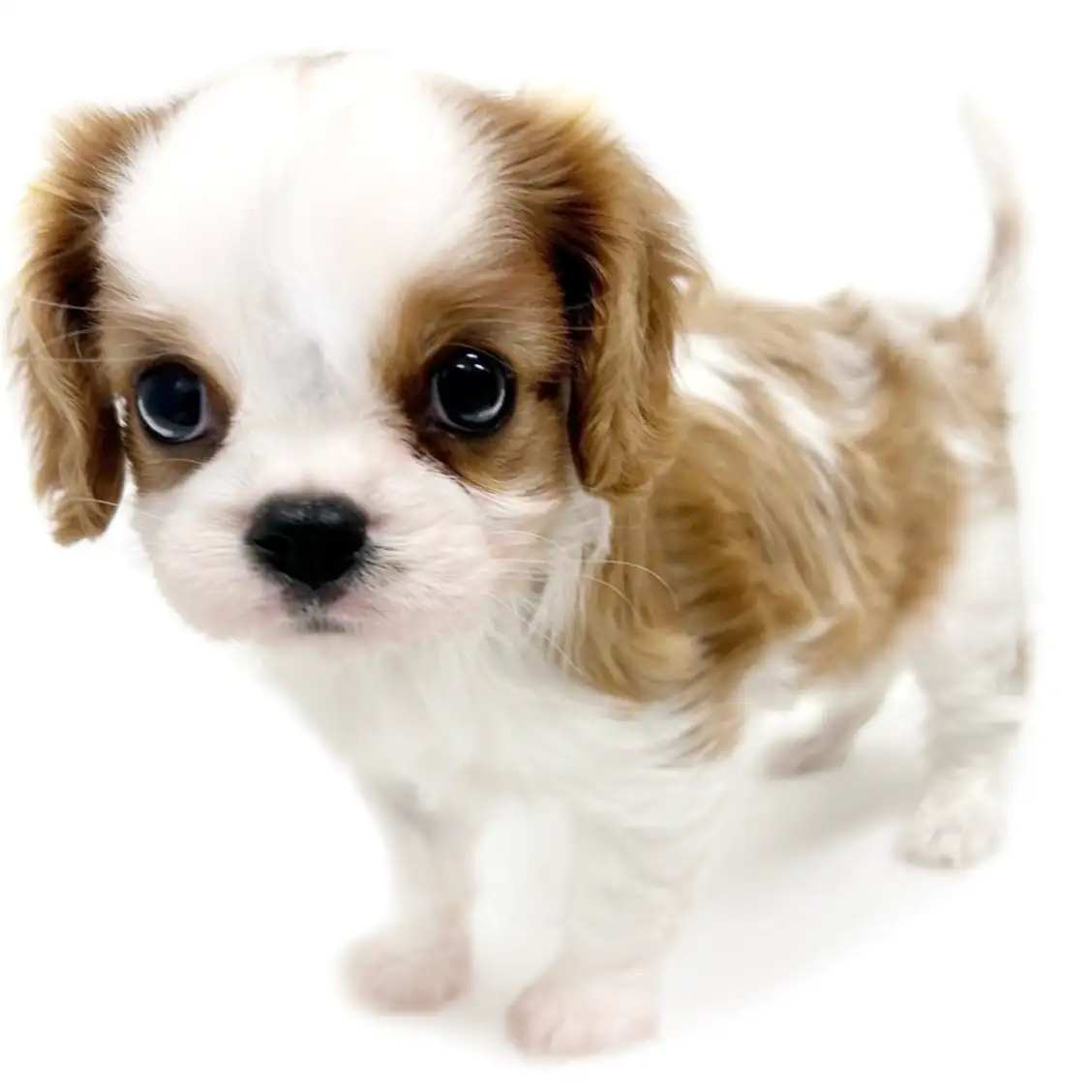 キャバリア・キングチャールズ・スパニエル
