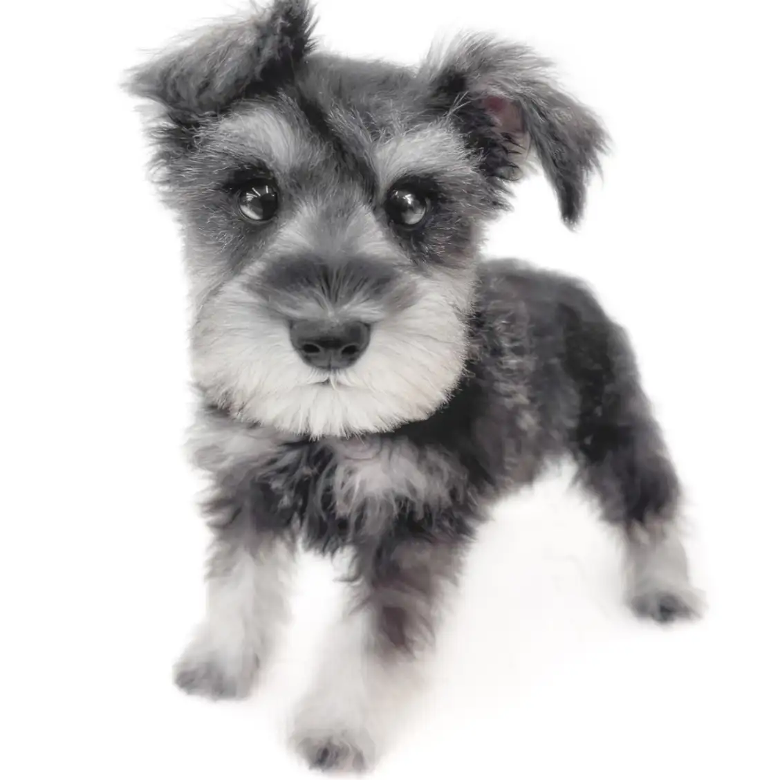 ミニチュア・シュナウザー