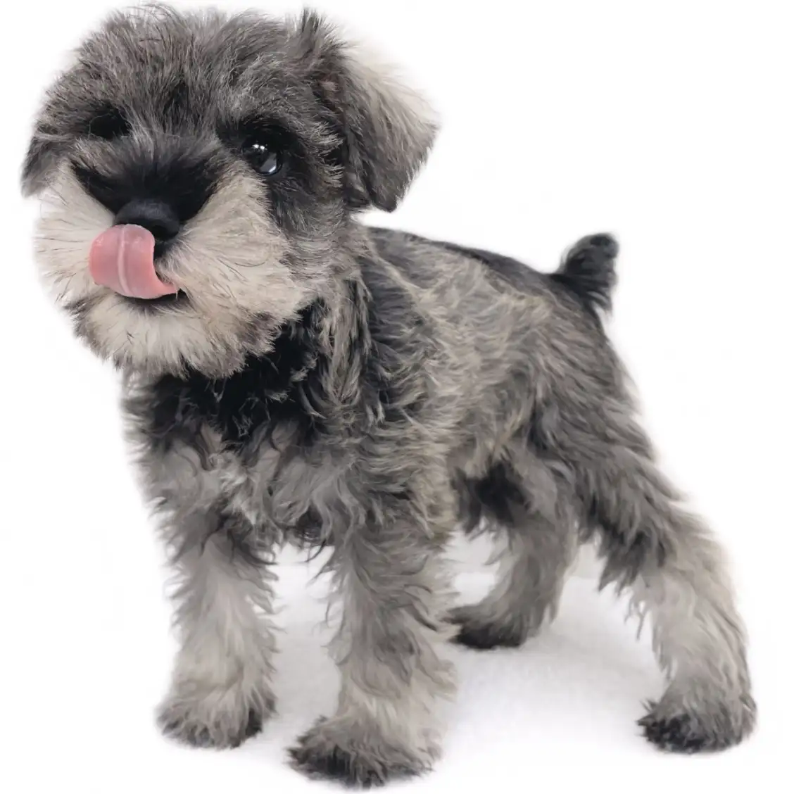 ミニチュア・シュナウザー