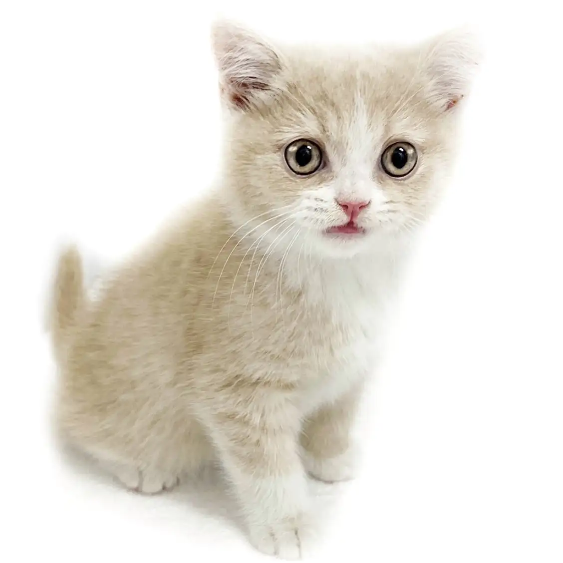 ブリティッシュショートヘア