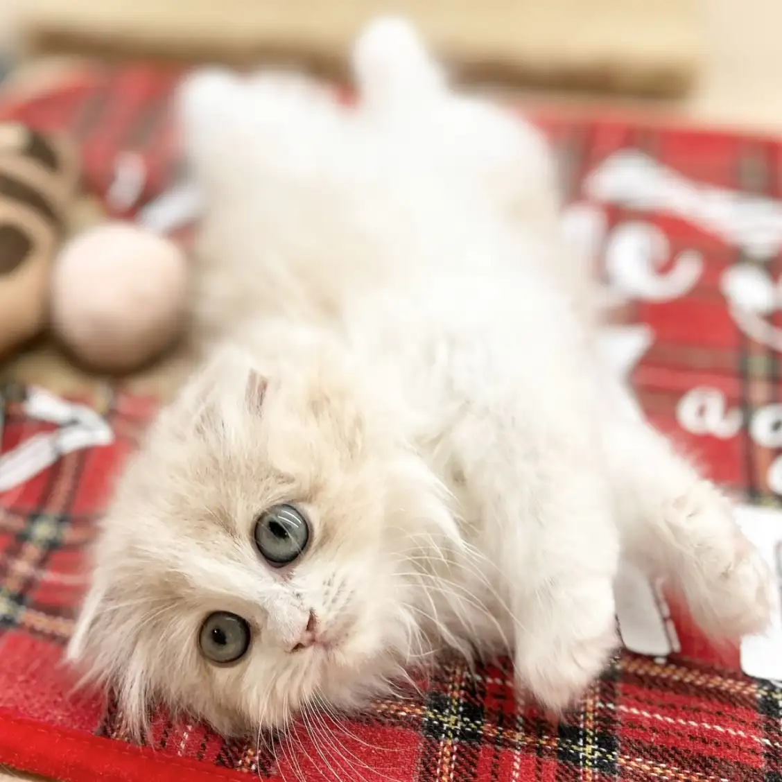 スコティッシュフォールド