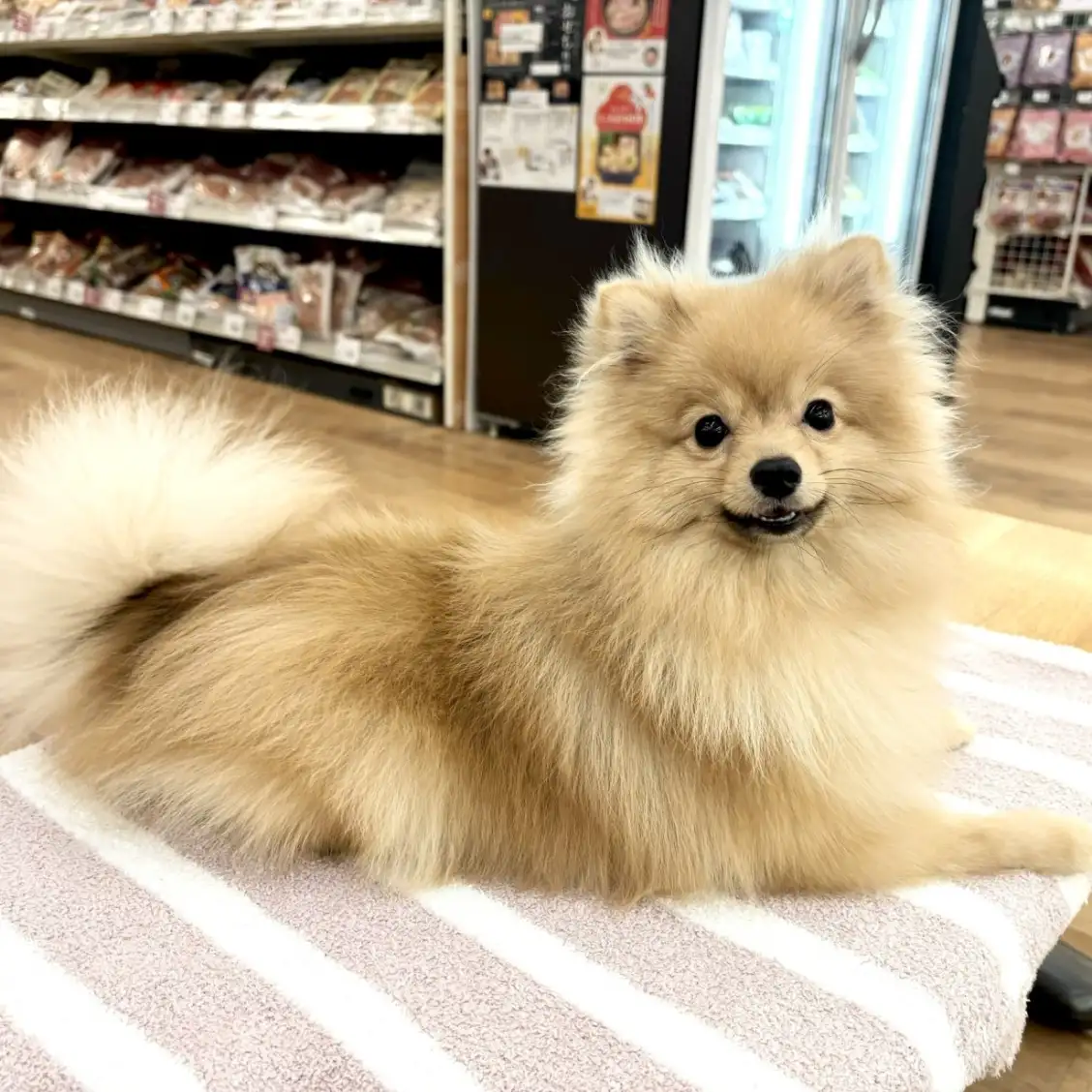 ポメラニアン