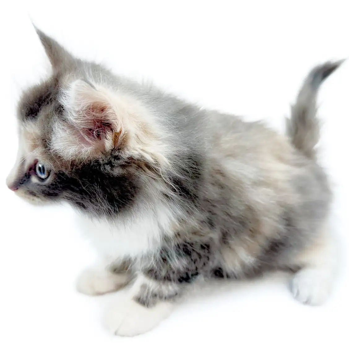 ノルウェージャンフォレストキャット