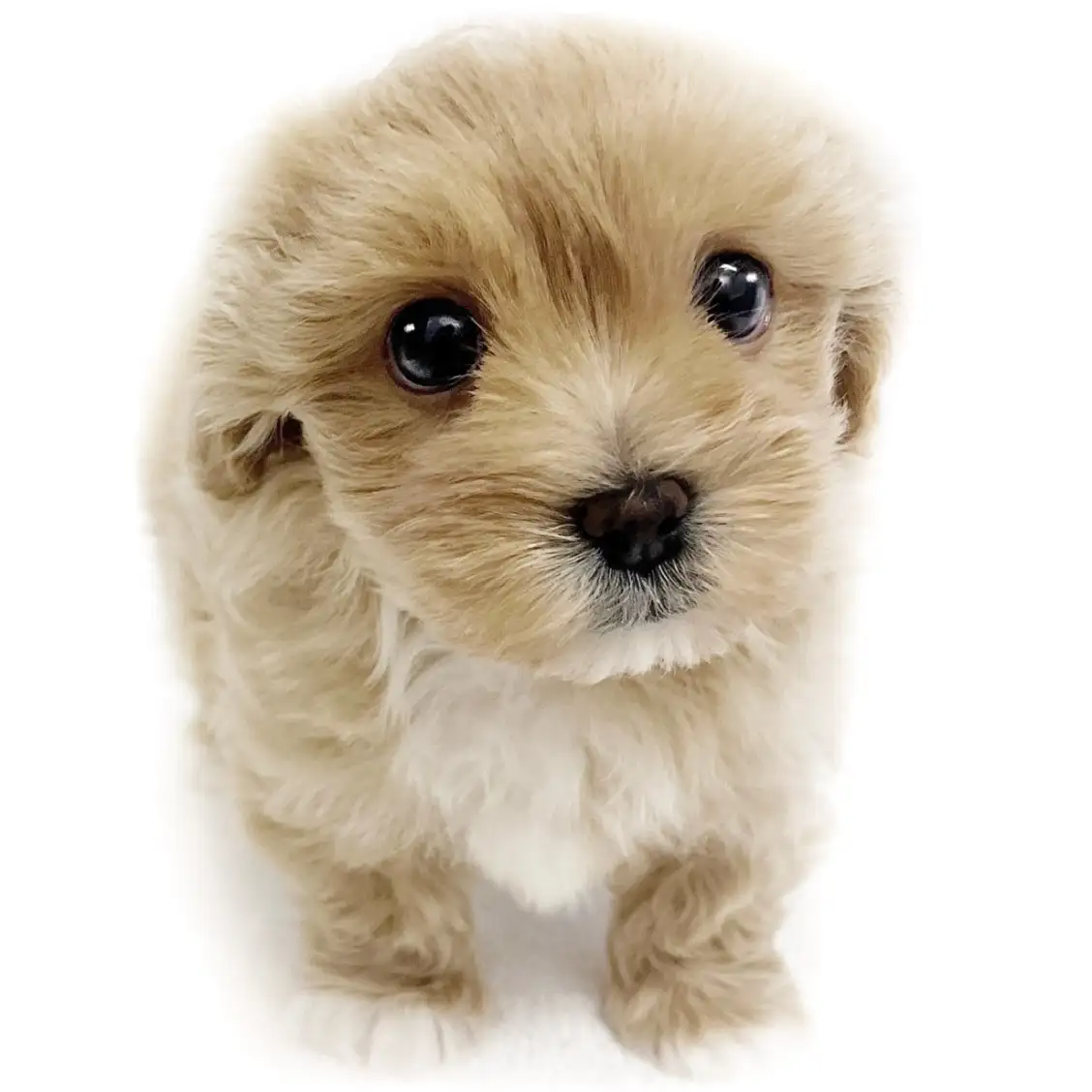 MIX(マルチーズ×トイプードル)