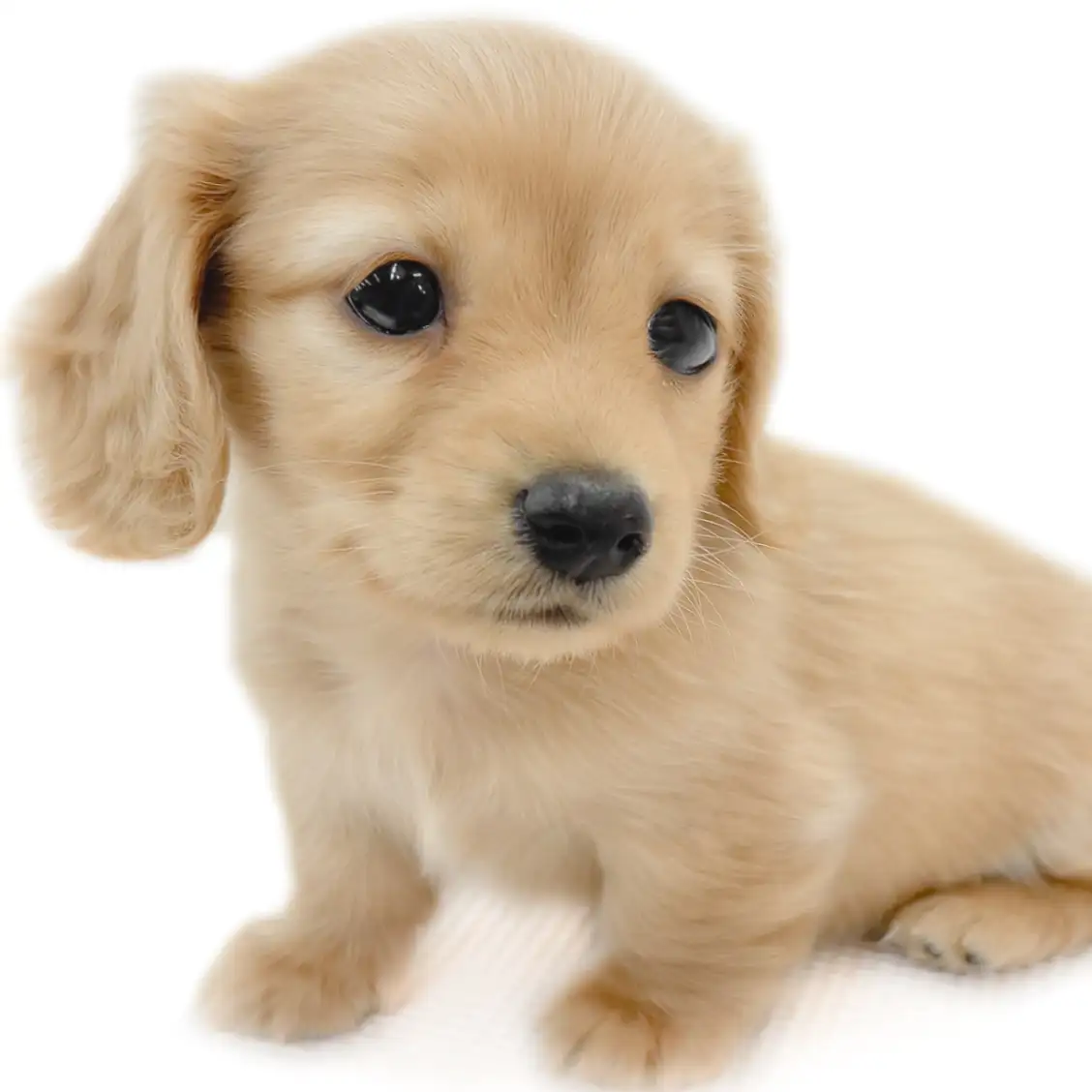 ミニチュア・ダックスフント