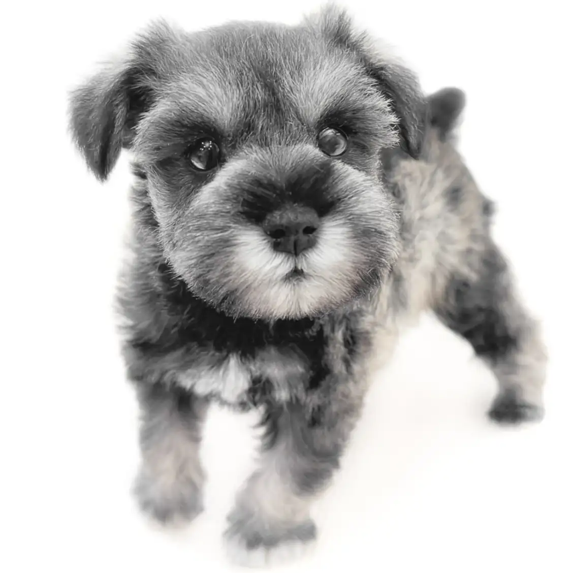 ミニチュア・シュナウザー