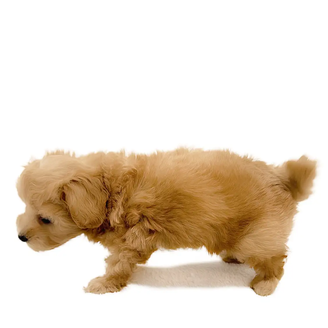 MIX（マルチーズ×トイプードル）