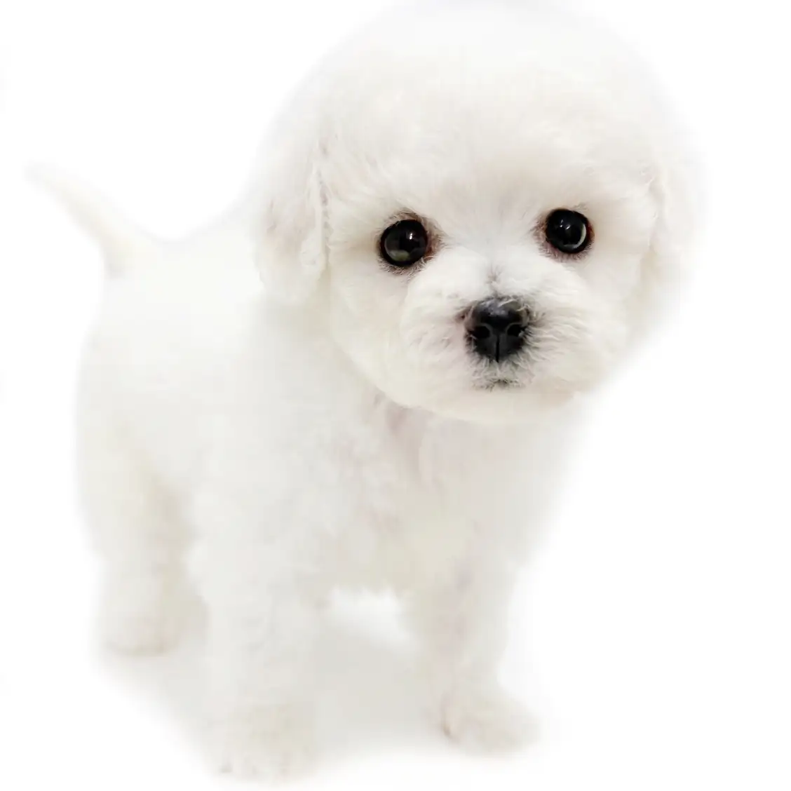 ビションフリーゼ