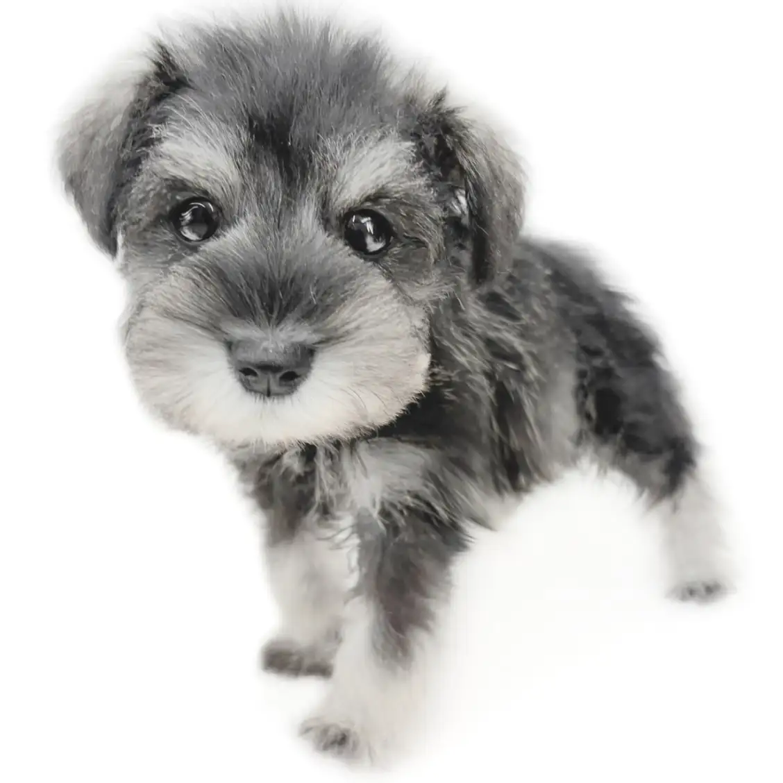 ミニチュア・シュナウザー