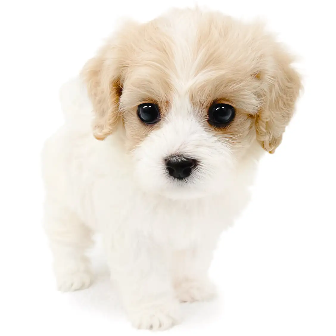 MIX(キャバリアキングチャールズスパニエル×ビションフリーゼ)