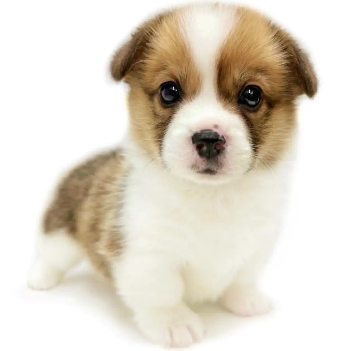 ウェルシュコーギーペンブローク