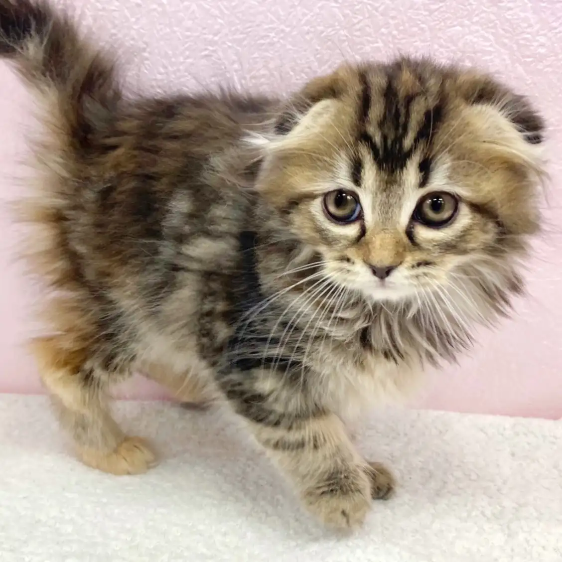 スコティッシュフォールド