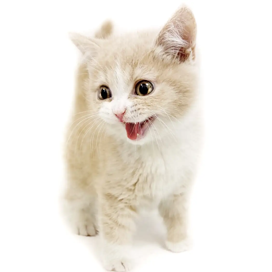 ブリティッシュショートヘア