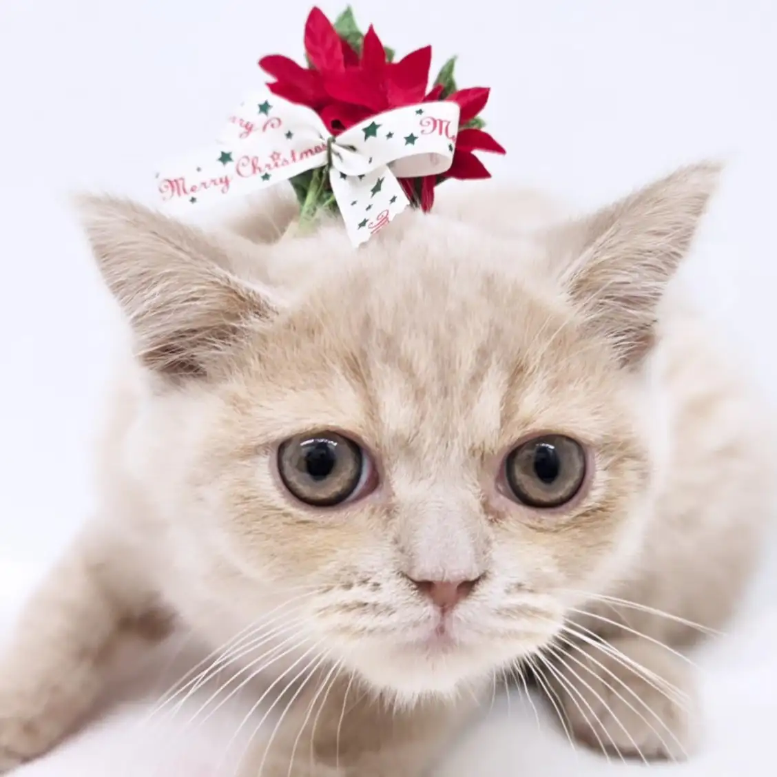 ブリティッシュショートヘア