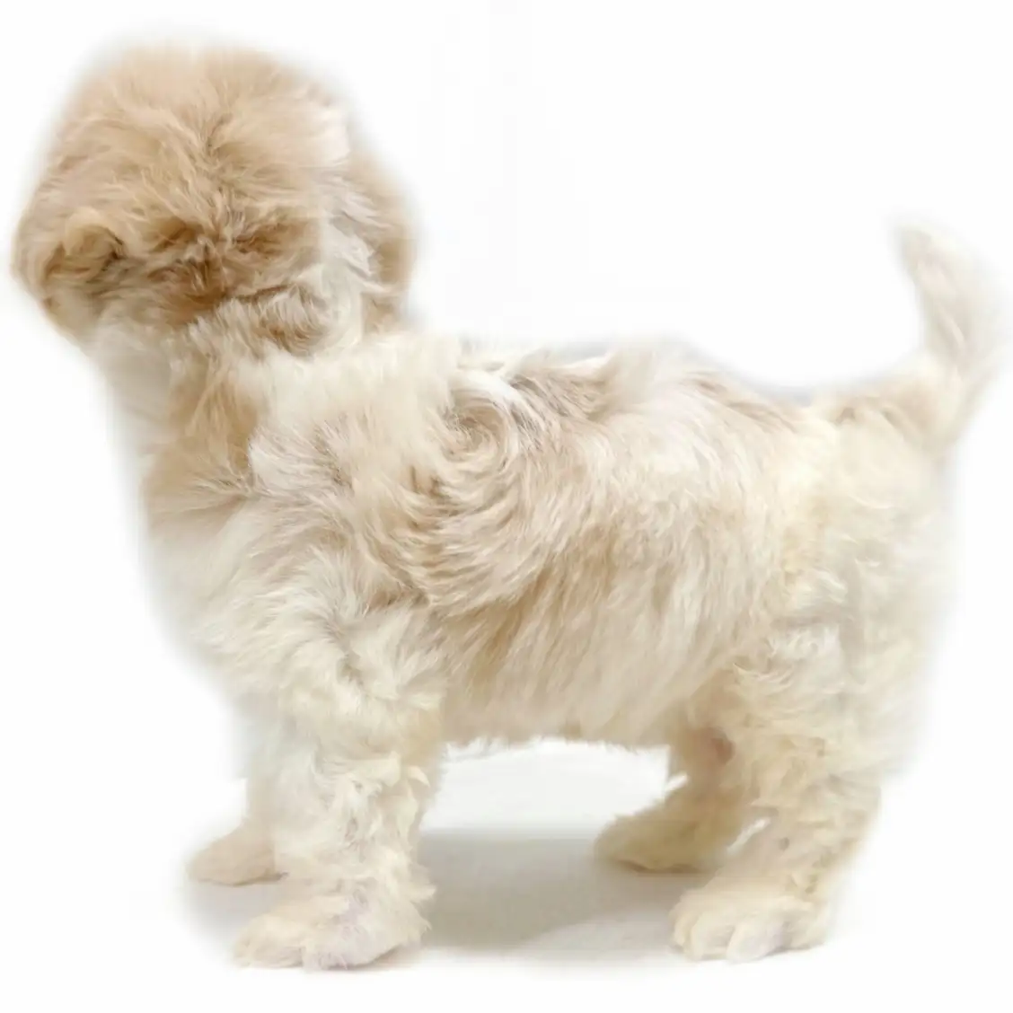 MIX(キャバリアキングチャールズスパニエル×ビションフリーゼ)