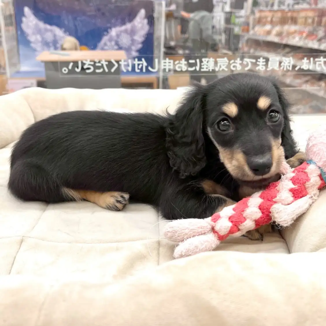 ミニチュア・ダックスフント