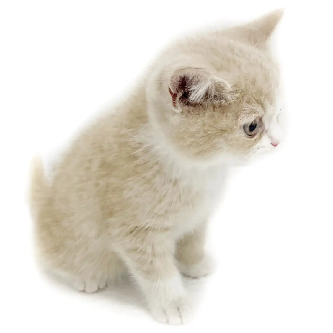 ブリティッシュショートヘア