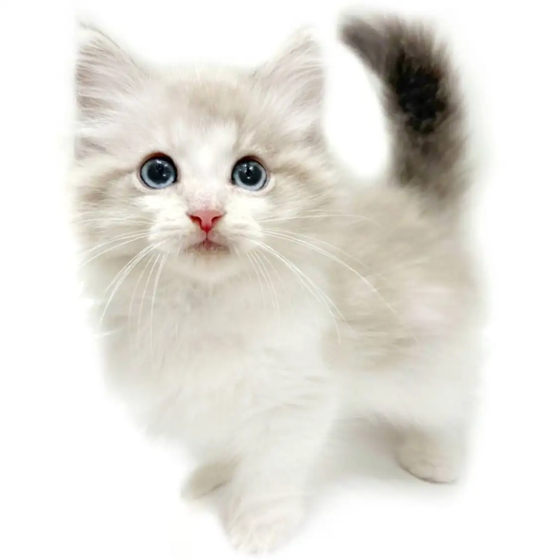 ネヴァマスカレード