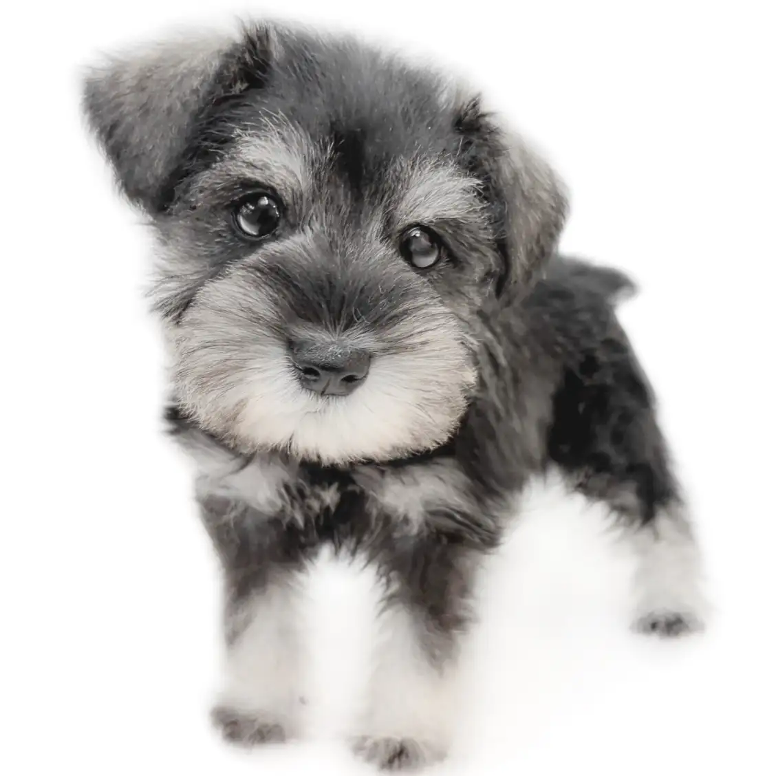 ミニチュア・シュナウザー