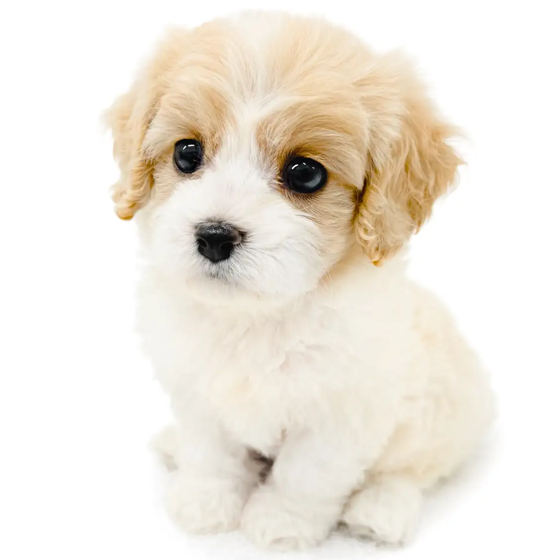 MIX(キャバリアキングチャールズスパニエル×ビションフリーゼ)