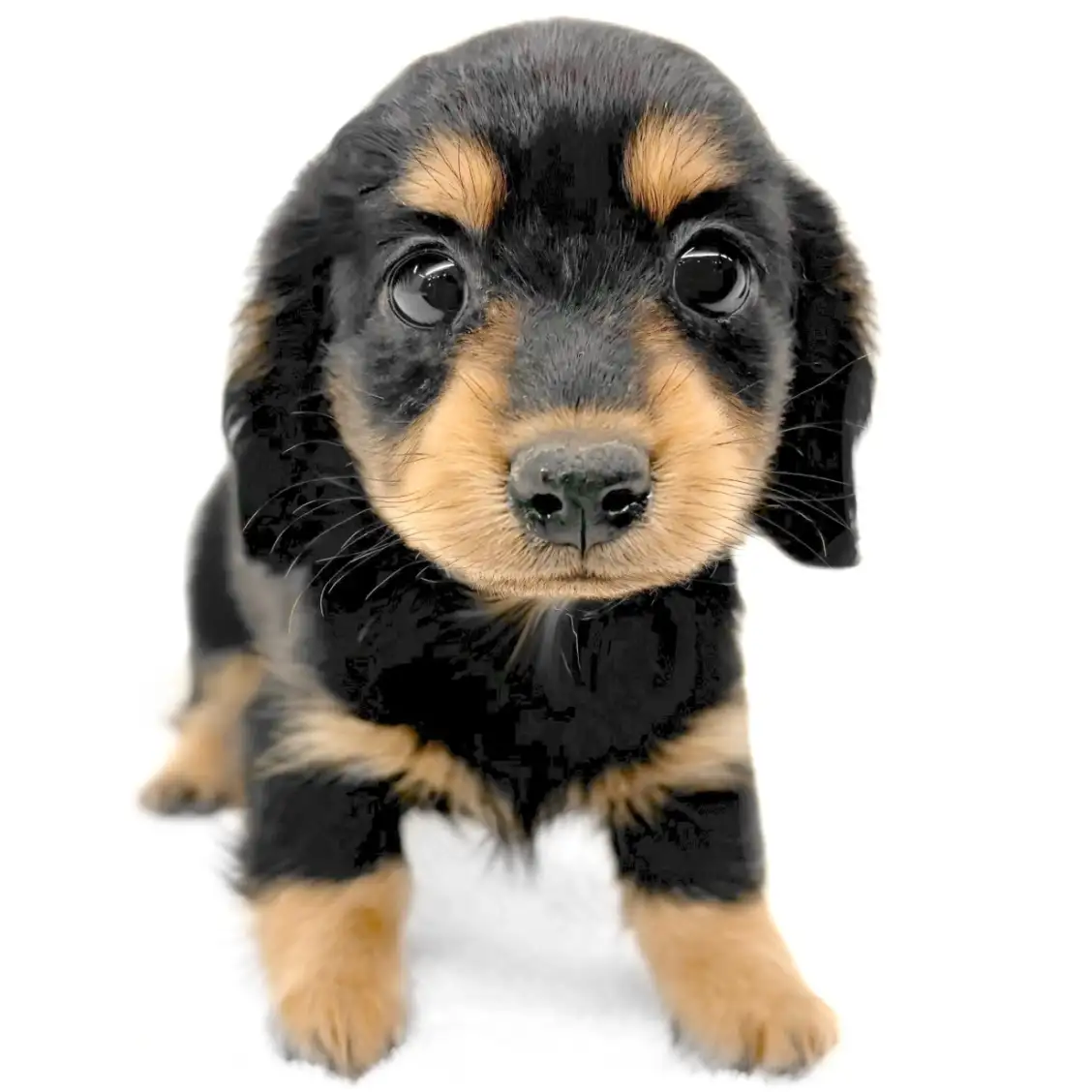 ミニチュア・ダックスフント