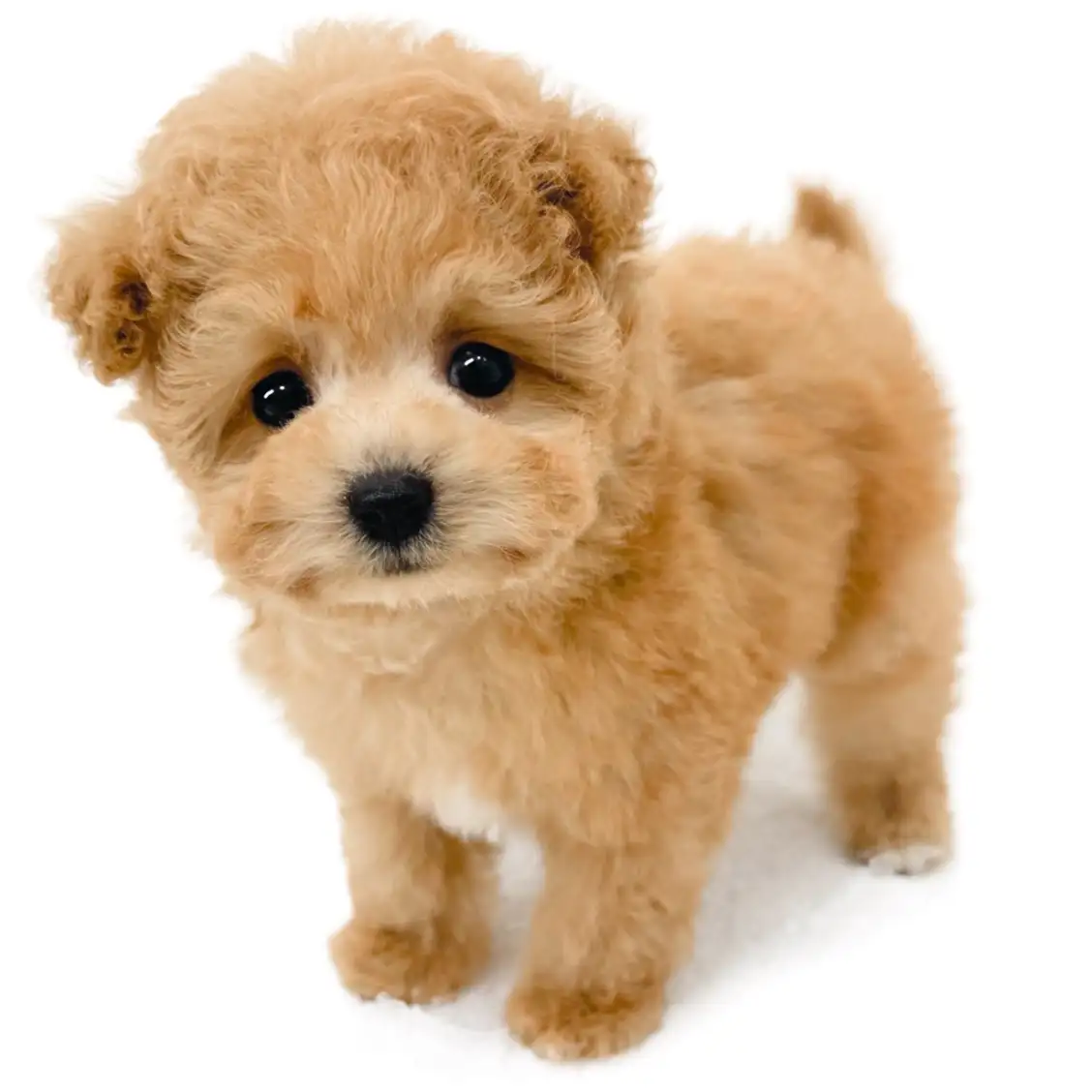 MIX（マルチーズ×トイプードル）