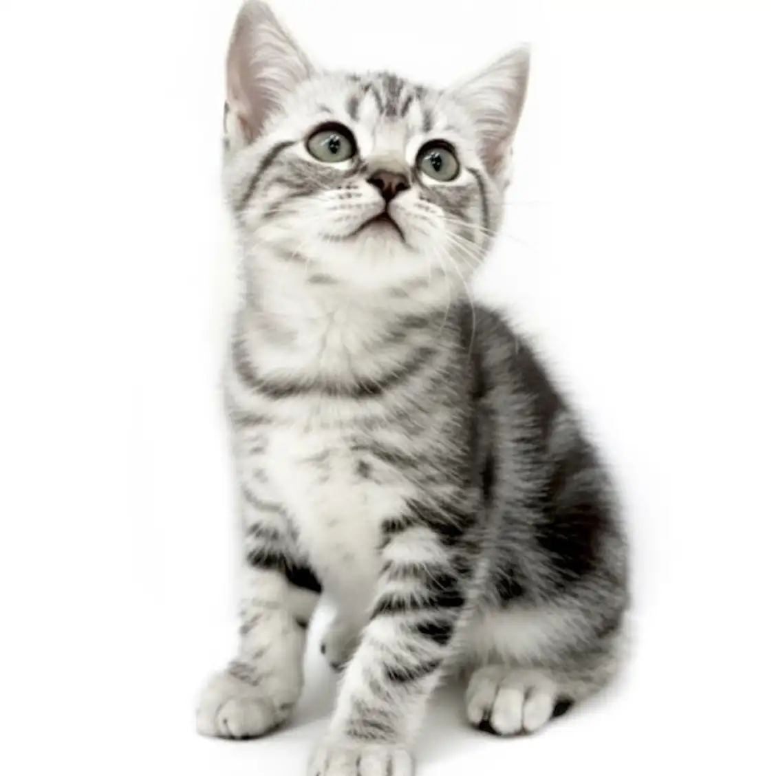 アメリカンショートヘア