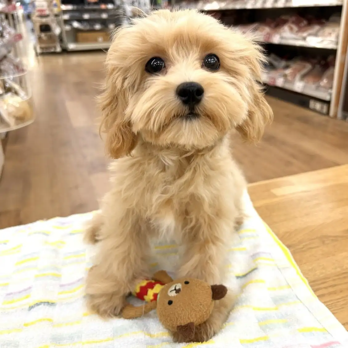 MIX(トイプードル×マルチーズ)