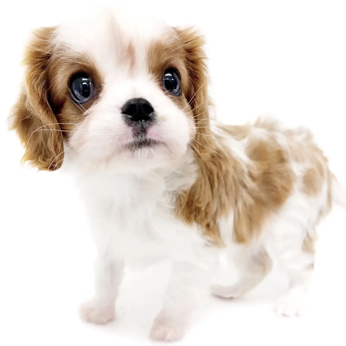 キャバリア・キングチャールズ・スパニエル