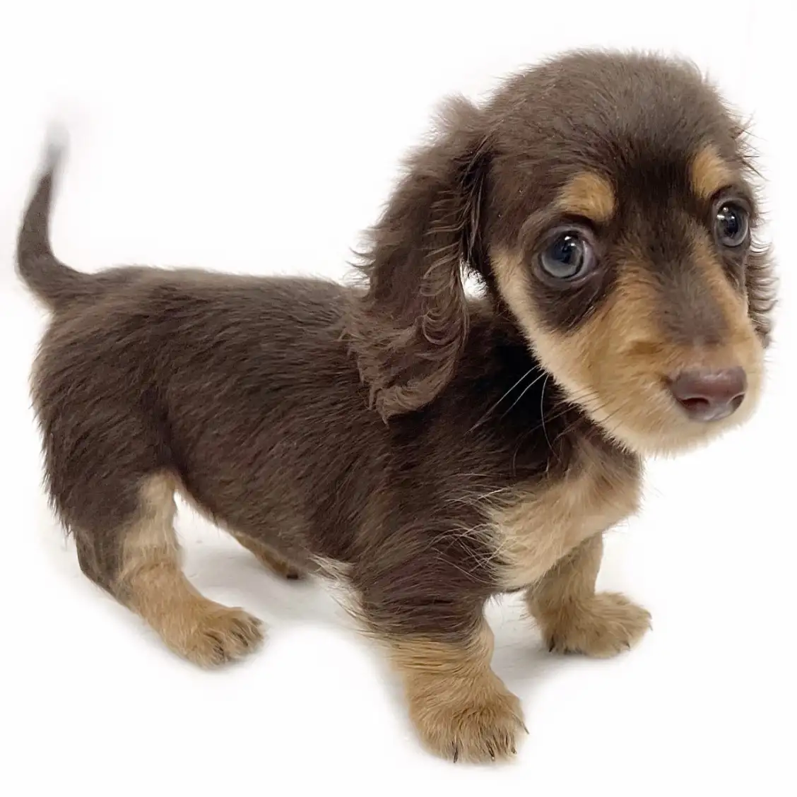 ミニチュア・ダックスフント