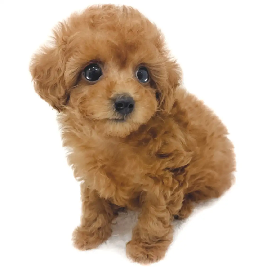 トイ・プードル