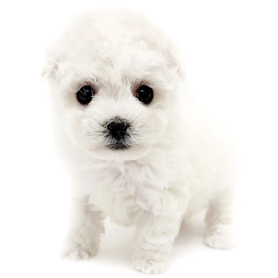 ビションフリーゼ