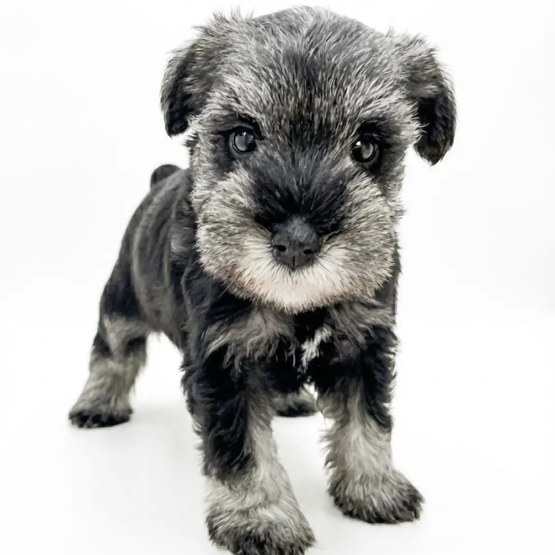 ミニチュア・シュナウザー