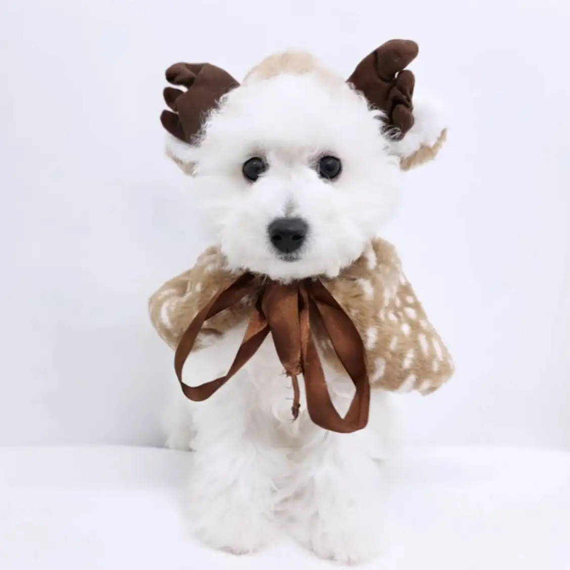 ビションフリーゼ