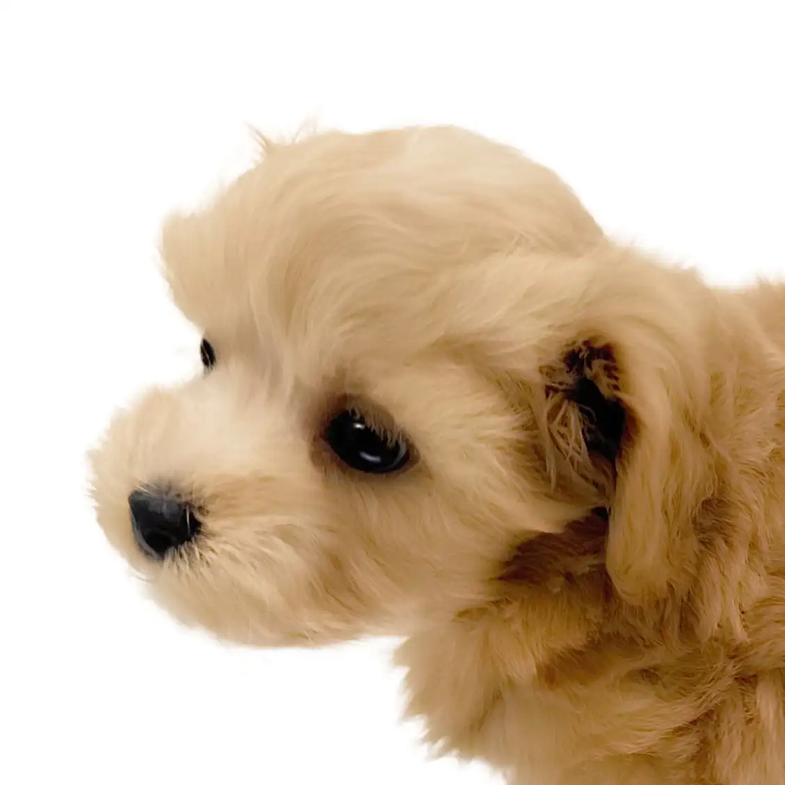 MIX（マルチーズ×トイプードル）