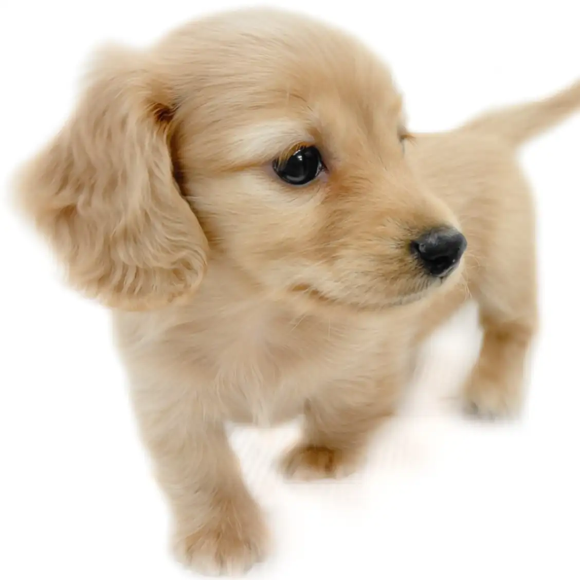 ミニチュア・ダックスフント